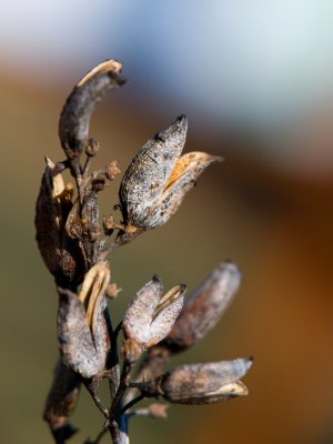 Syringa vulgaris 'Aucubifolia' - šeřík obecný - suché květenství